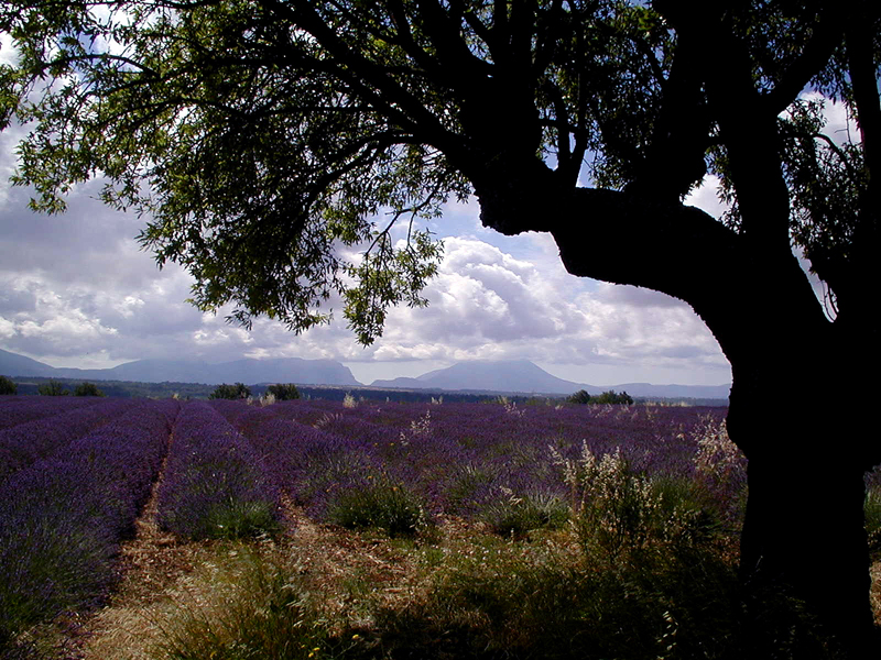 Plateau Valensole